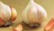 garlic1.jpg