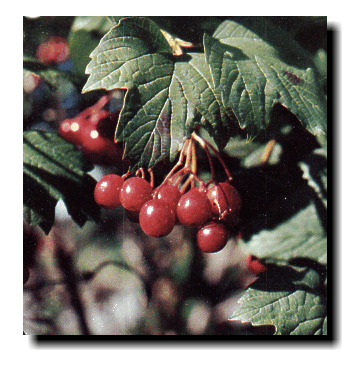 cranberry1.gif